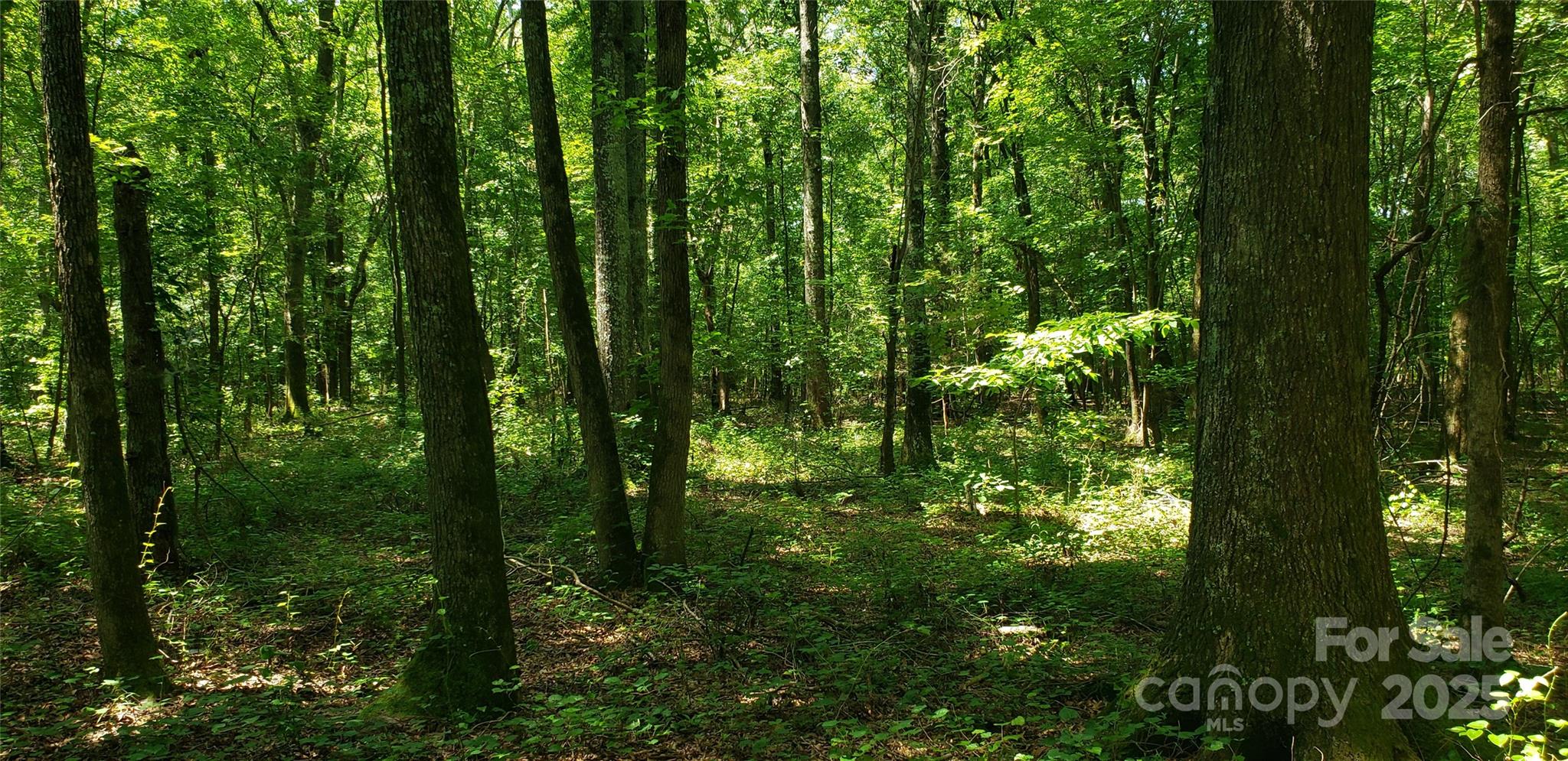 0 Hwy 109 Rd Mount Mount Gilead, NC 27306 - Photo 11 of 11 a view of forest