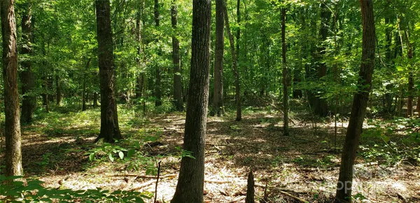 a view of forest