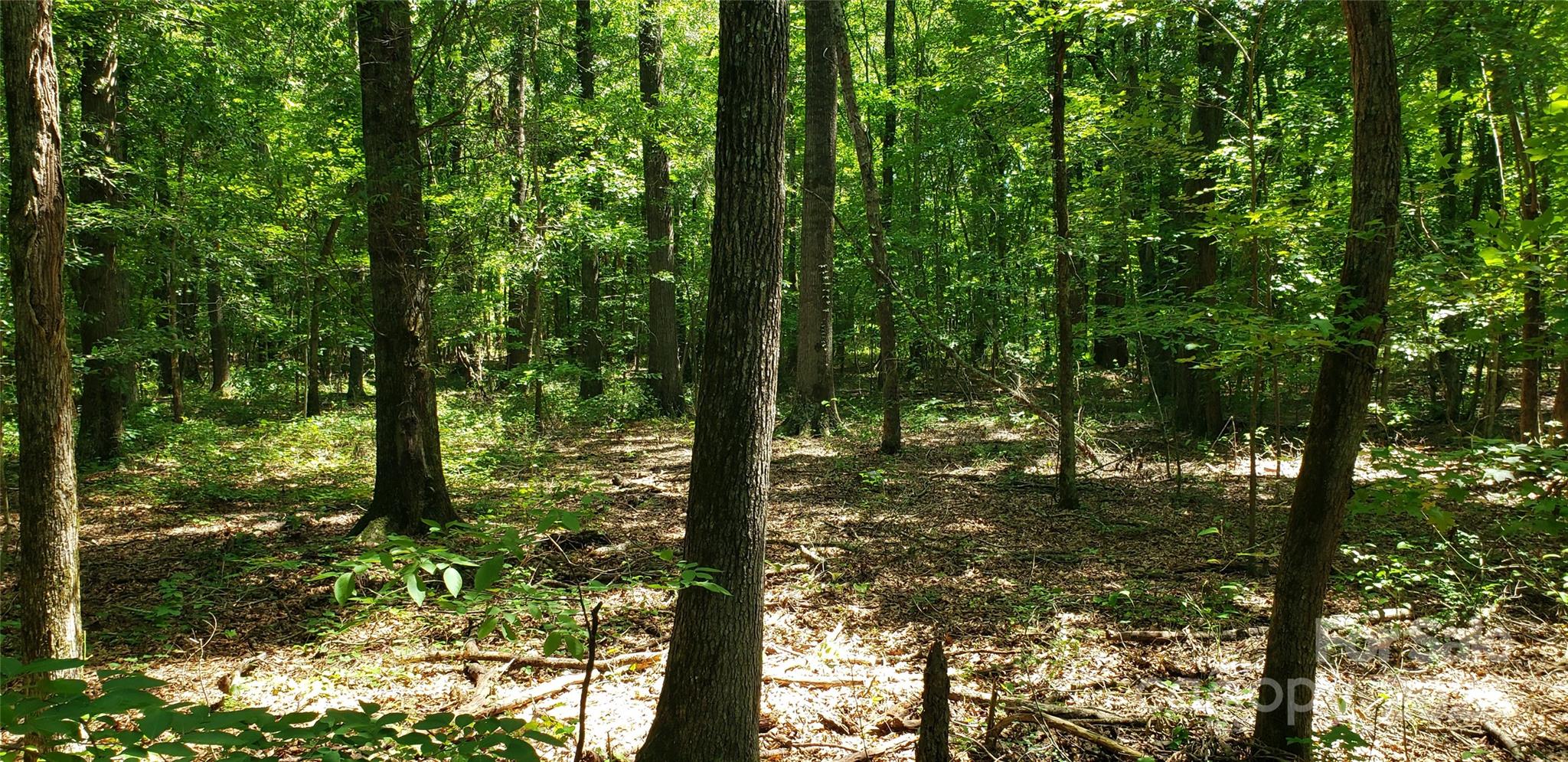 0 Hwy 109 Rd Mount Mount Gilead, NC 27306 - Photo 7 of 11 a view of forest