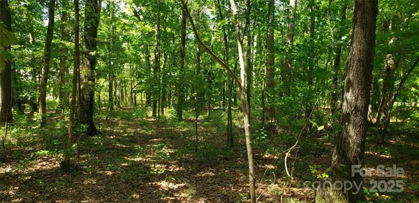 a view of forest