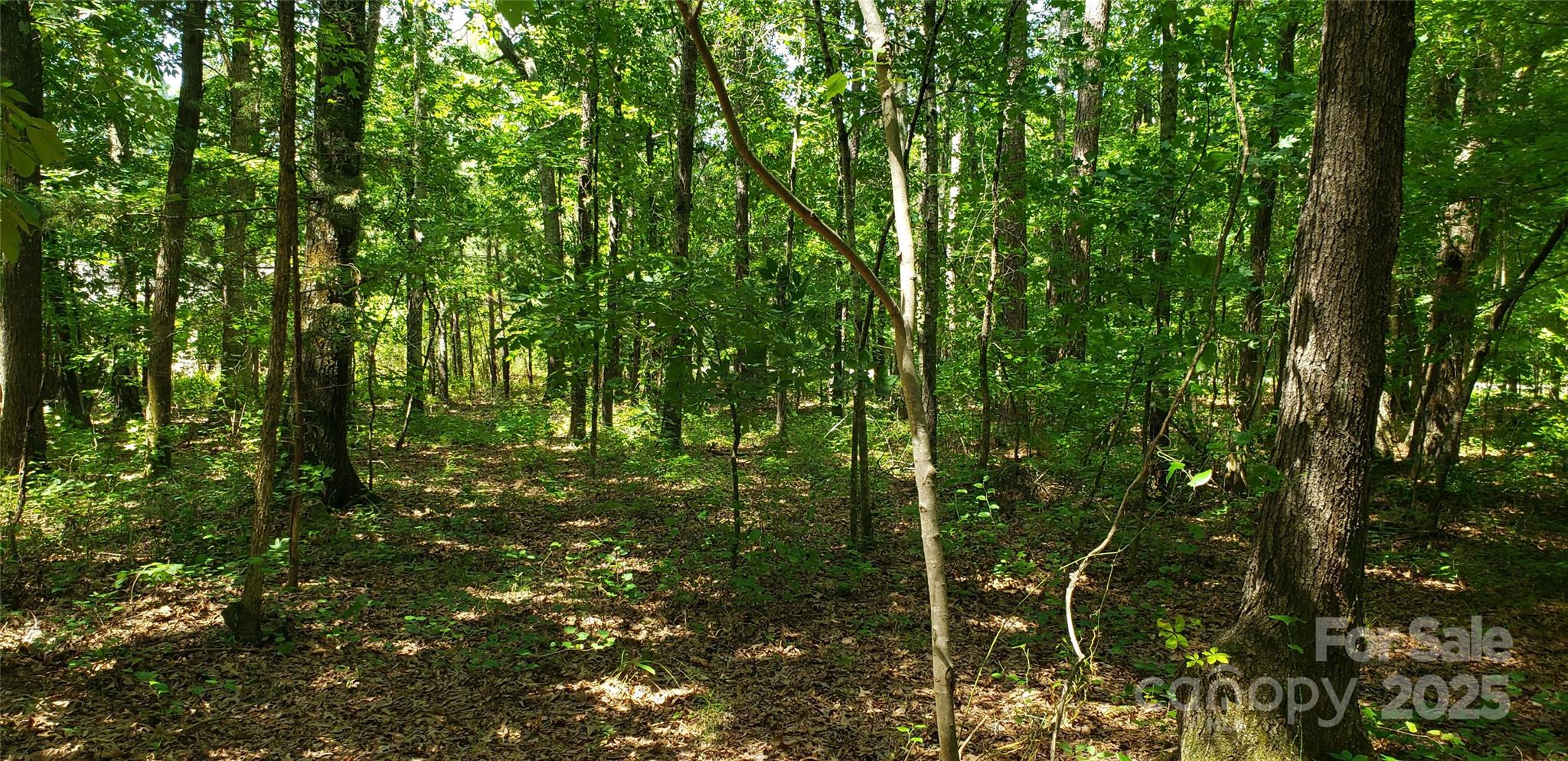 0 Hwy 109 Rd Mount Mount Gilead, NC 27306 - Photo 8 of 11 a view of forest