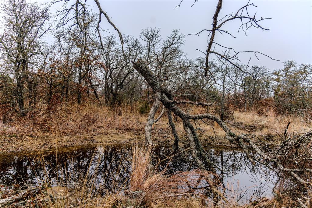 2946 Fm 52 Graford, TX 76449 - Photo 23 of 40 a view of a forest with lots of trees