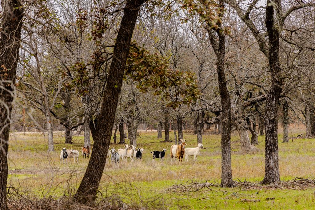 2946 Fm 52 Graford, TX 76449 - Photo 35 of 40 a view of a yard with a tree