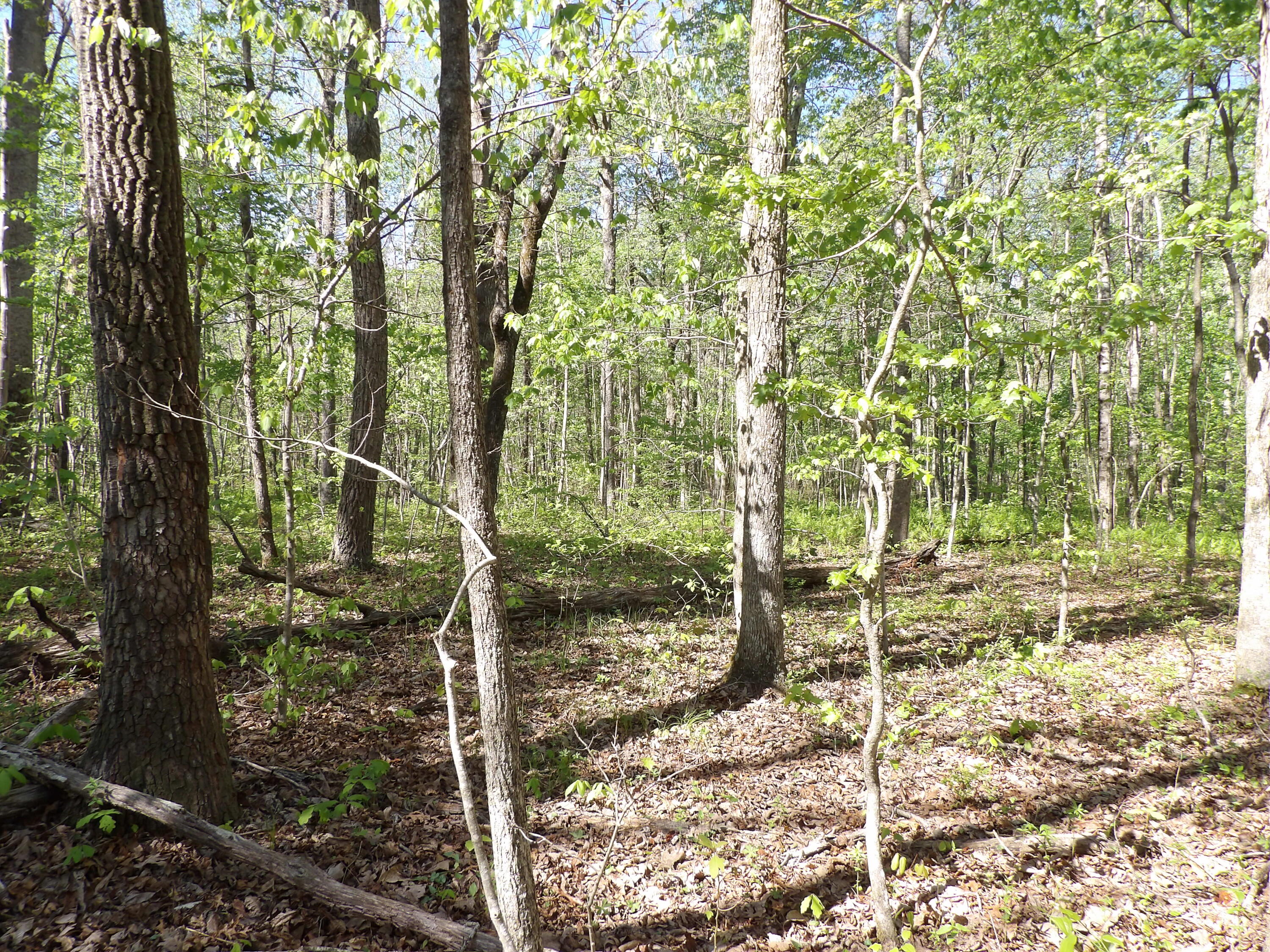 4 Cyrus Daniels Road, Unit 4 Pikeville, TN 37367 - Photo 42 of 44 100_2530