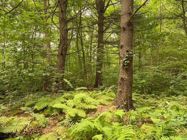 a view of a lush green forest with large trees