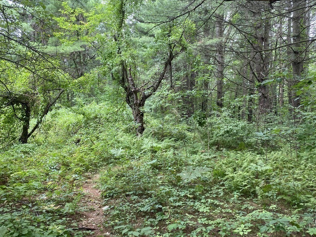 0 Worcester-Providence Turnpike Sutton, MA 01590 - Photo 3 of 3 a view of a lush green forest with large trees