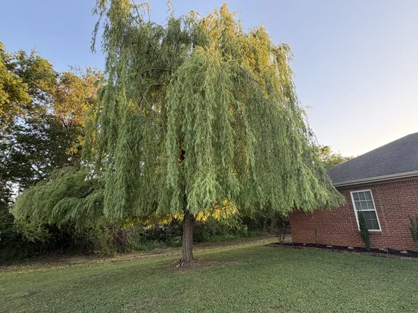 a view of a back yard