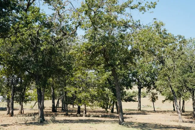 a view of a large tree next to a road