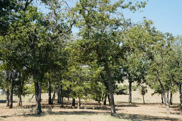 a view of a large tree