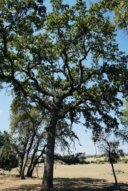 640 County Road 475 Luling, TX 78648 - Photo 11 of 20 a view of a tree