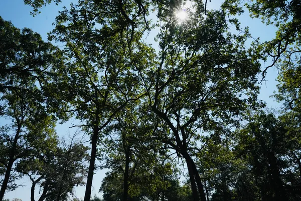 a view of a yard with trees