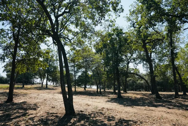 a view of a trees with a yard