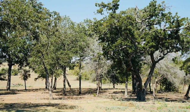 a view of a yard with a tree