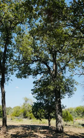 a view of a tree