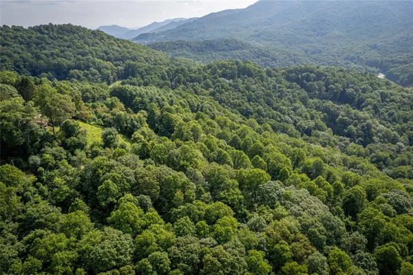 a view of a lush green forest with trees and some houses