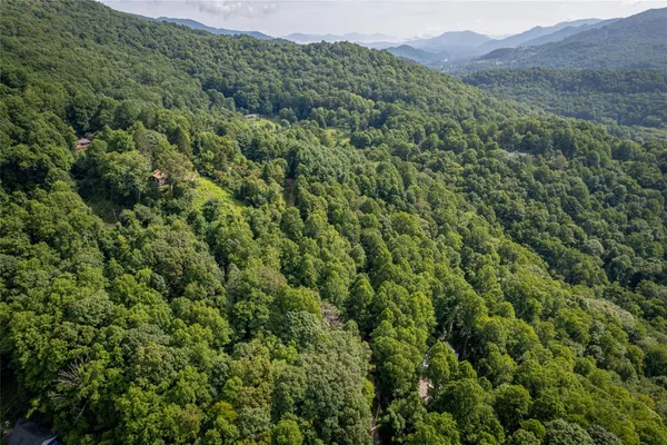 a view of a lush green forest with a lush green forest