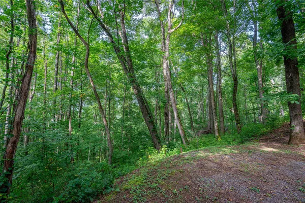 a view of a forest