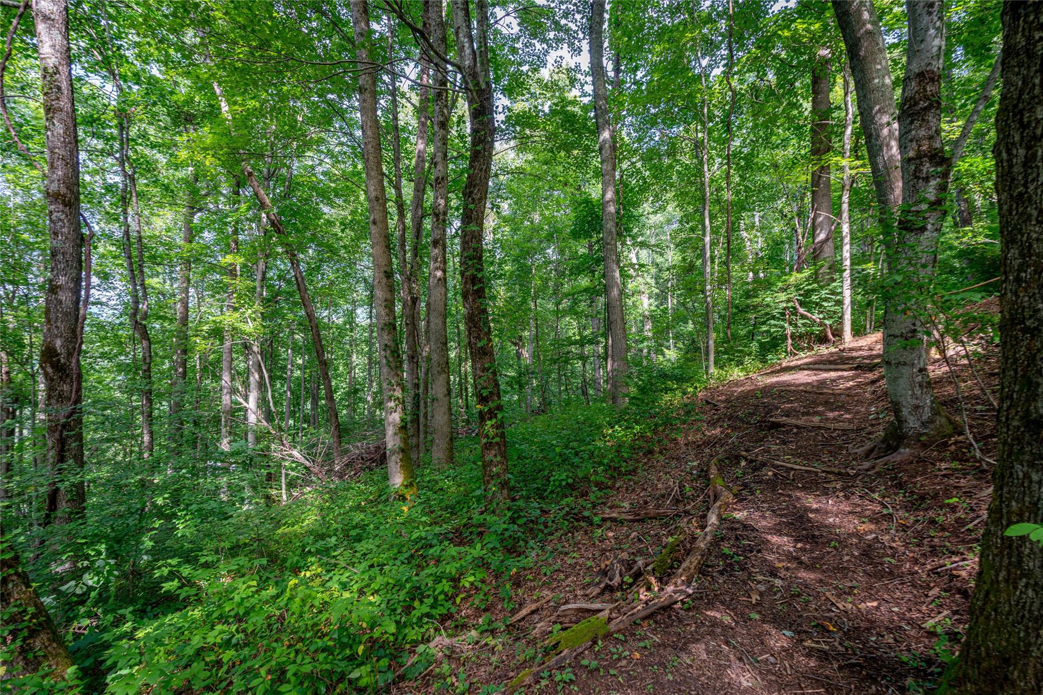8 Resurrection Lane, Unit 8 Sylva, NC 28779 - Photo 7 of 20 a backyard of a house with lots of green space