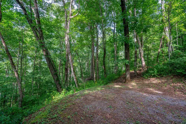 a view of a forest with trees in the background