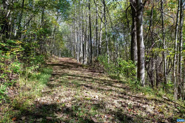 a view of a forest with trees