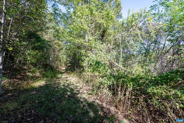 a view of a forest with a tree