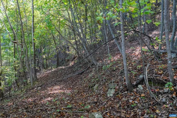 a view of a forest that has large trees