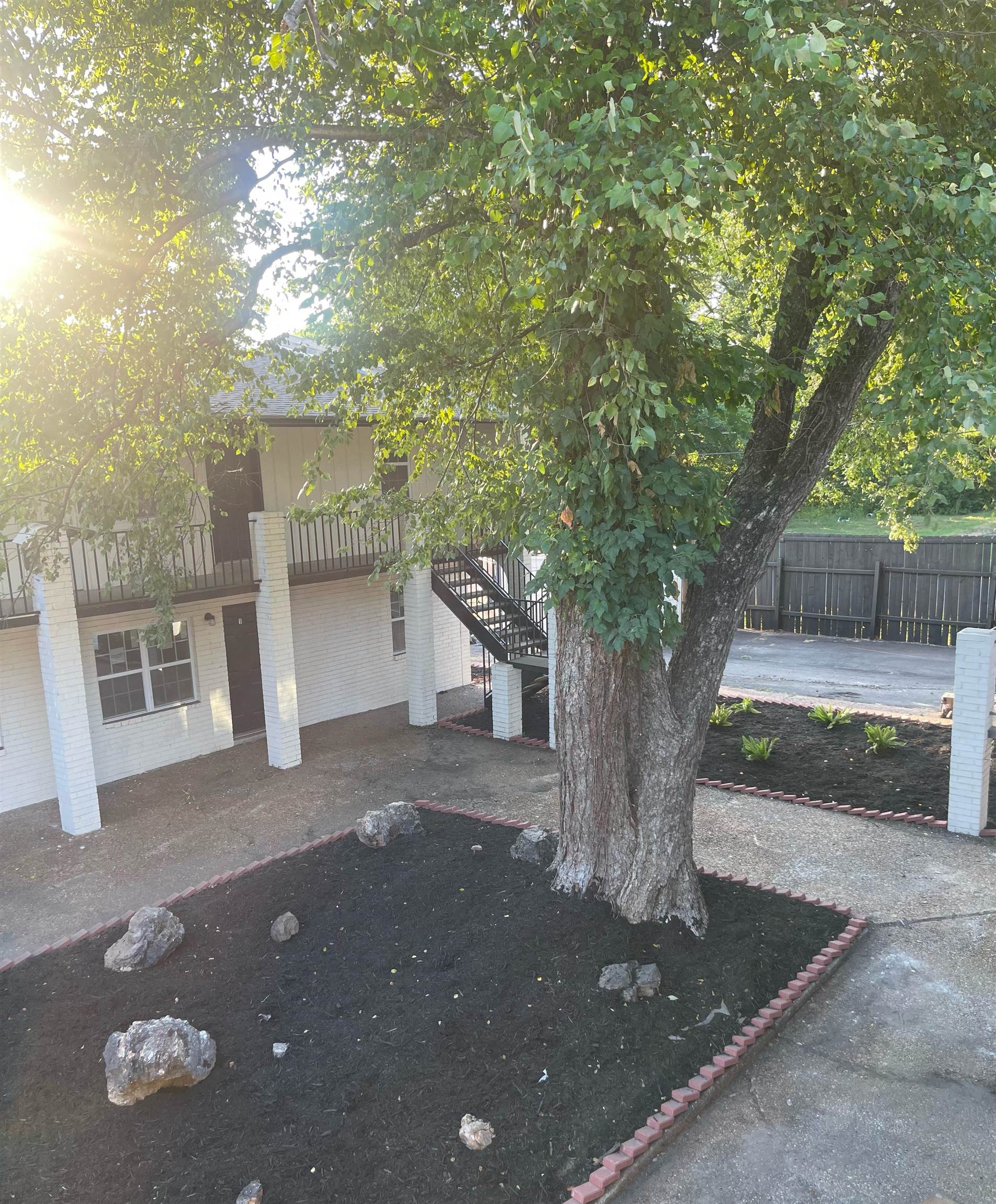 a view of a yard with plants and a tree