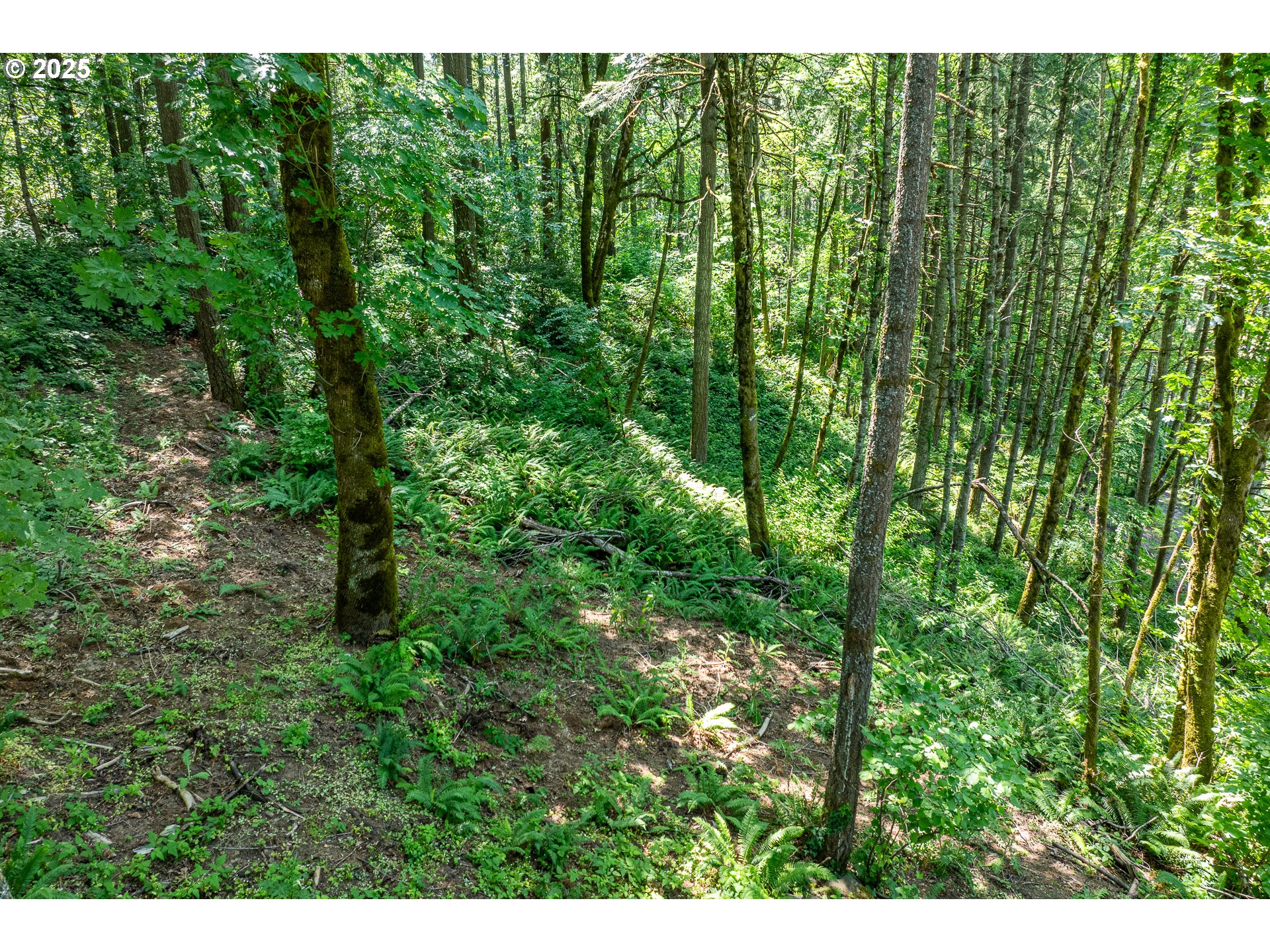 32468 Dillard Road Eugene, OR 97405 - Photo 26 of 28 a view of a lush green forest