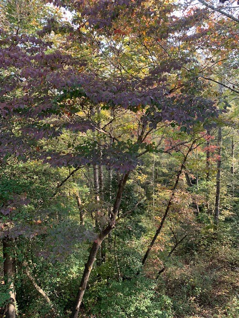 0 Scenic Heights Road West Union, SC 29696 - Photo 7 of 7 Gallery Image 7