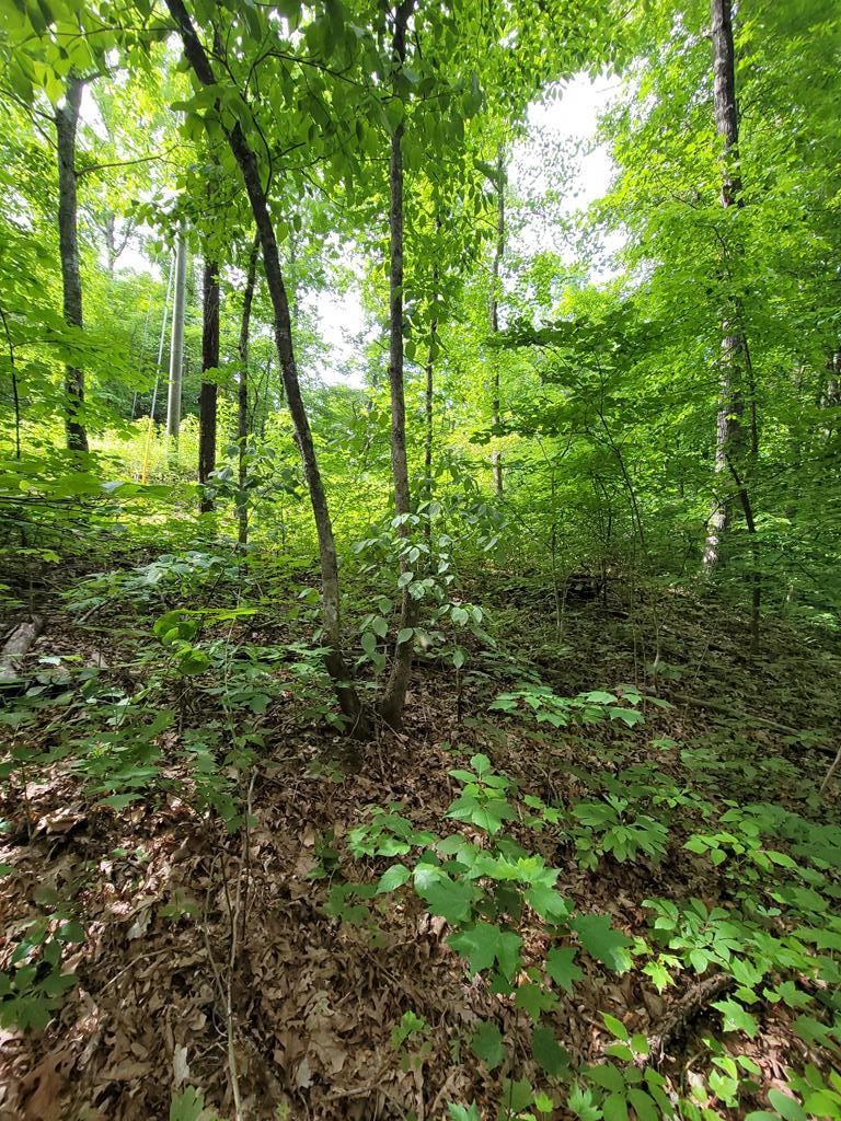 31 Butternut Lane Sevierville, TN 37876 - Photo 4 of 20