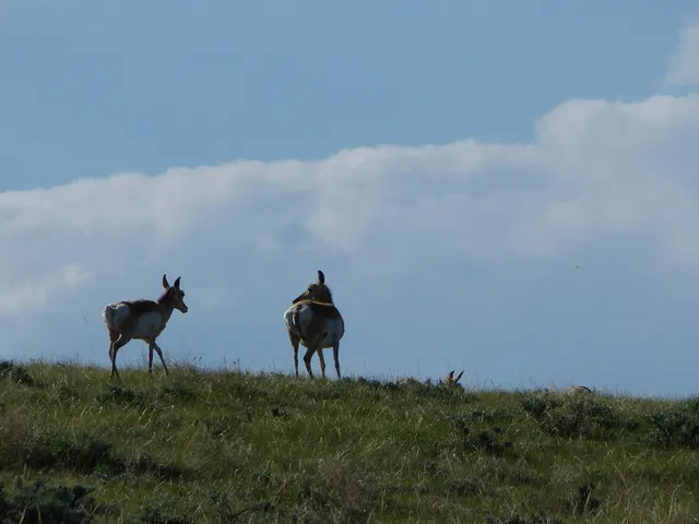$165,000 | 14 Driftwood Lane, Buffalo, WY 82834