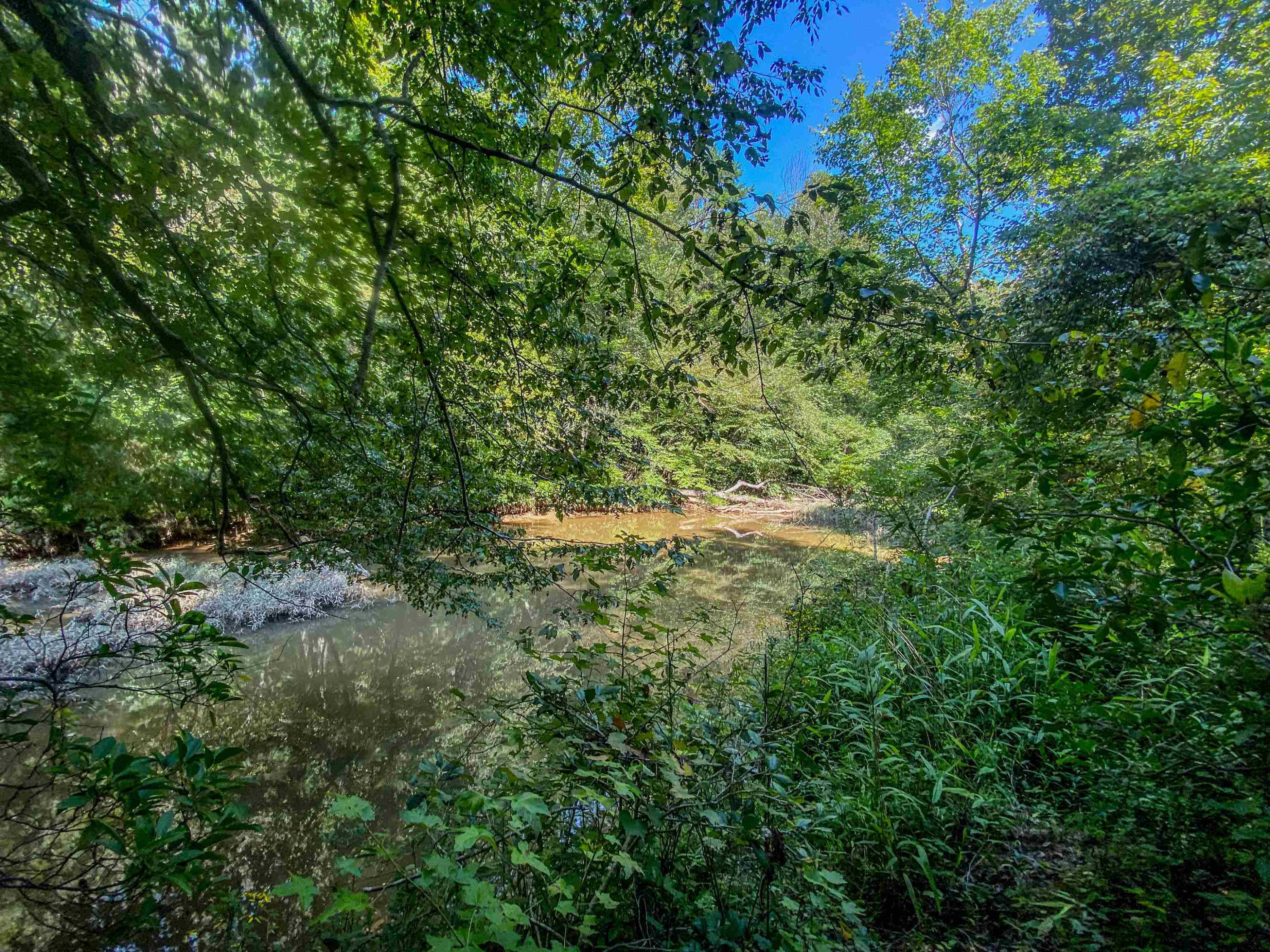 Lot 33 River View Timberlake, NC 27583 - Photo 10 of 18 a view of a forest with a tree
