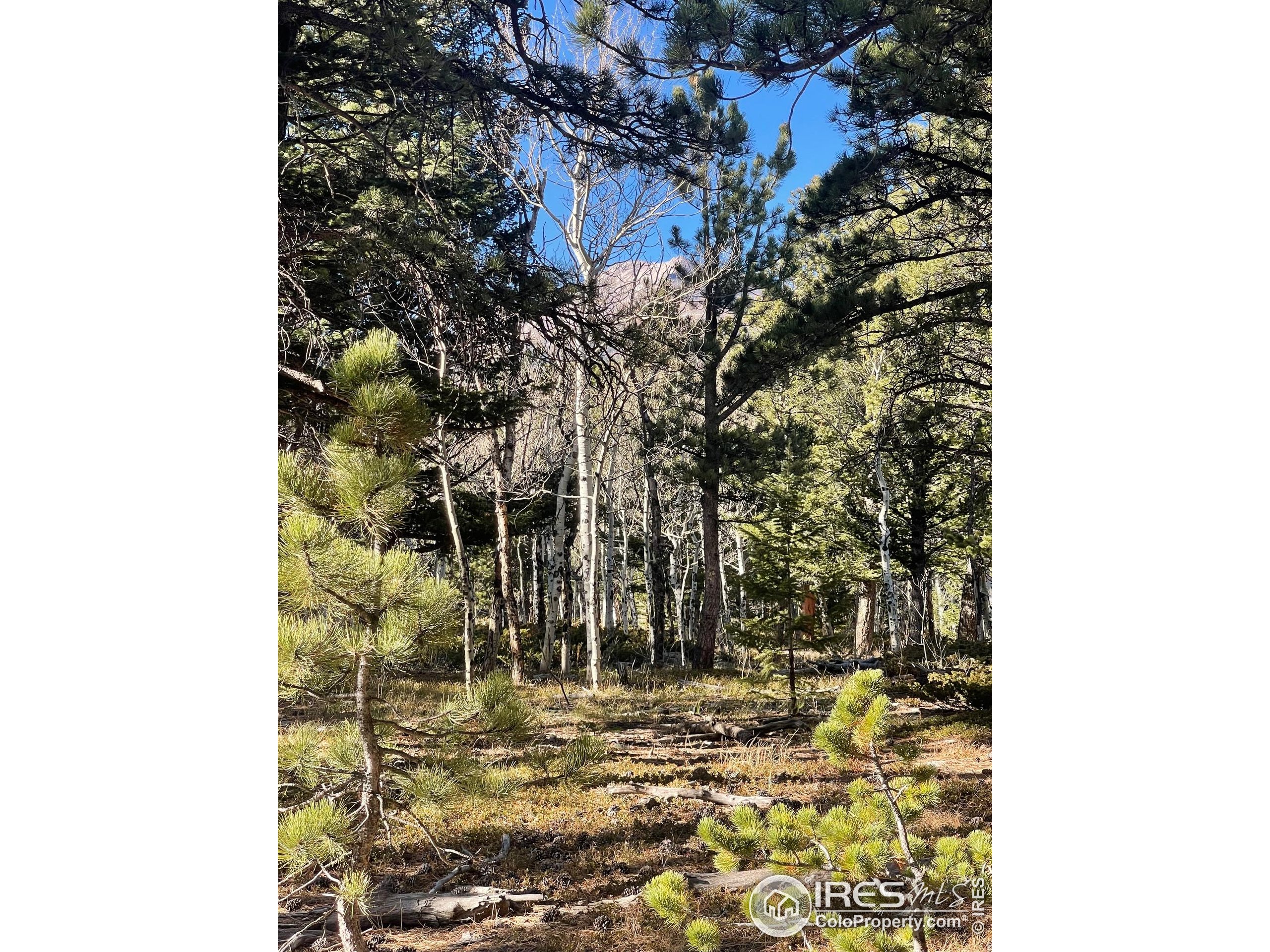 399 North Skinner Road Allenspark, CO 80510 - Photo 11 of 21 a view of a yard with pathway