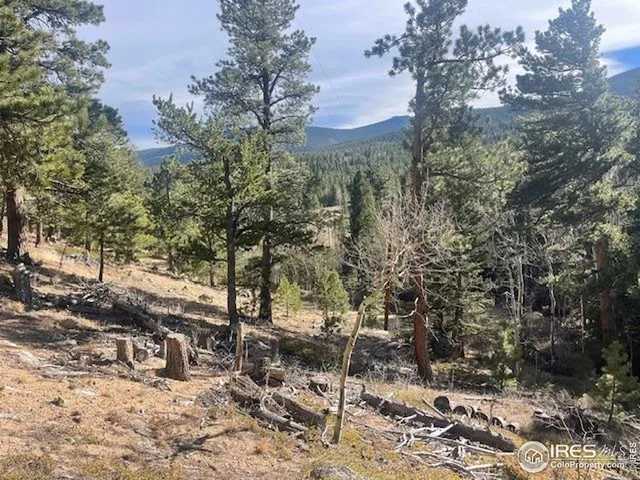 a view of a forest filled with trees