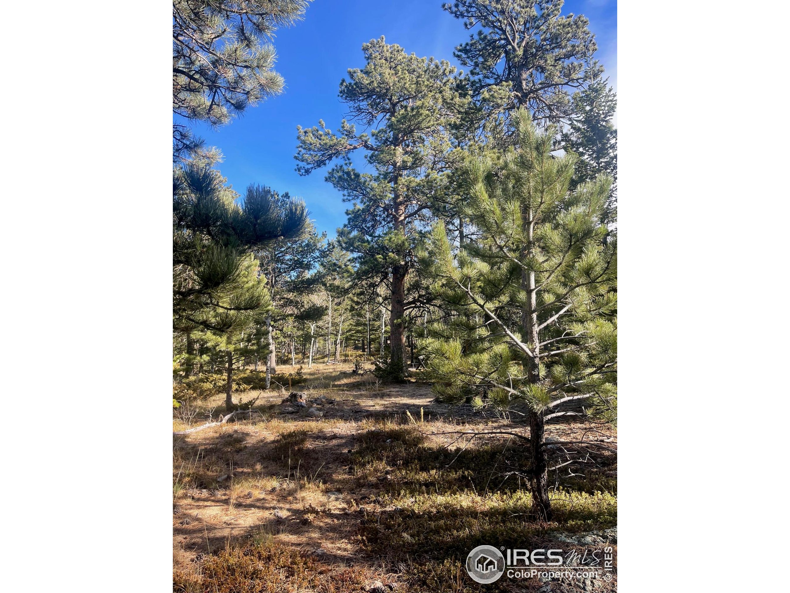 399 North Skinner Road Allenspark, CO 80510 - Photo 15 of 21 a picture of a door of a building