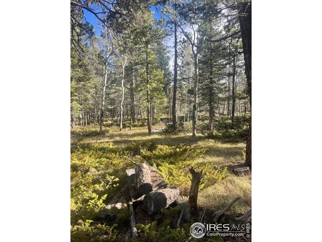 a close up of a tree in a yard