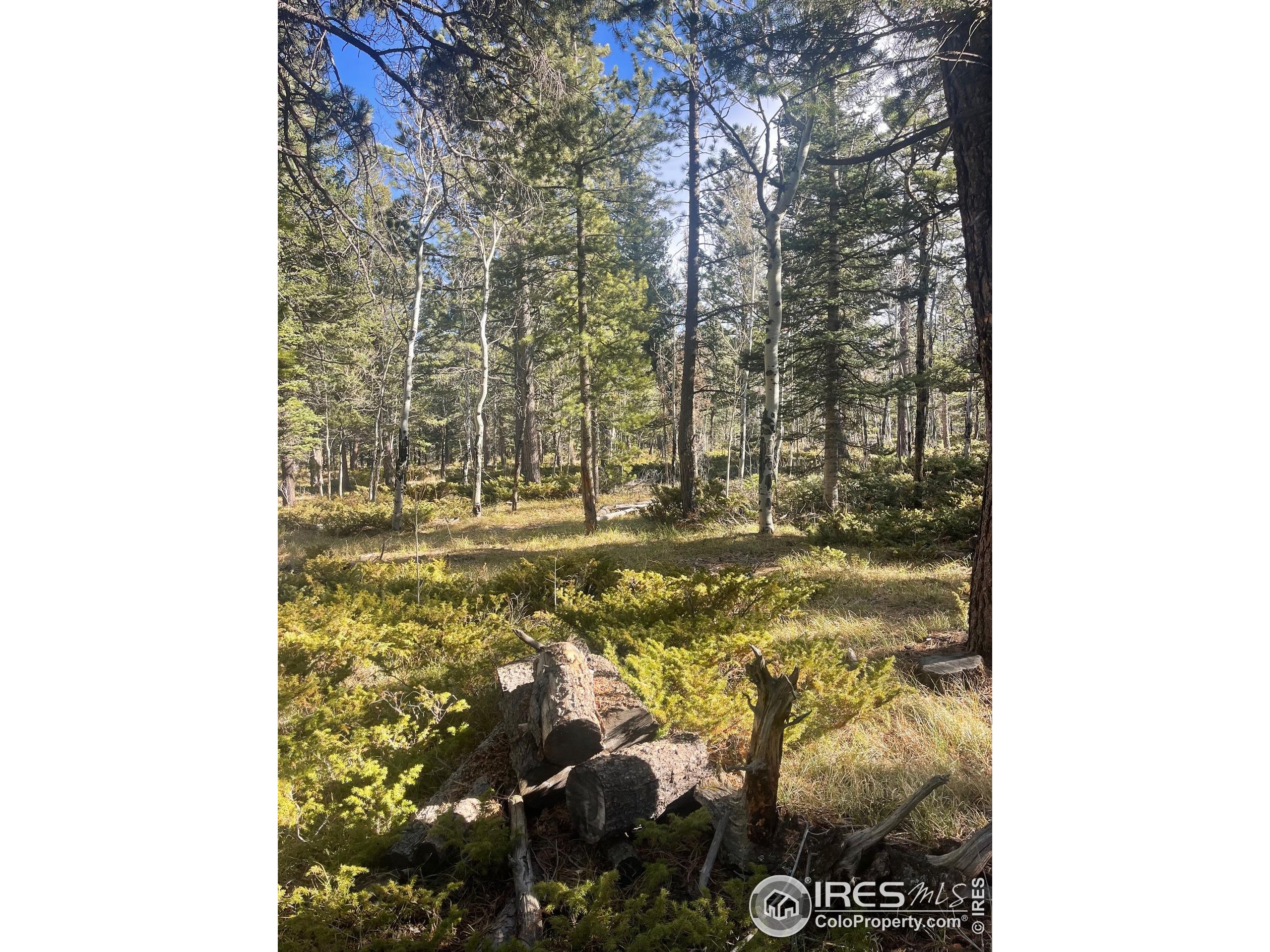 399 North Skinner Road Allenspark, CO 80510 - Photo 16 of 21