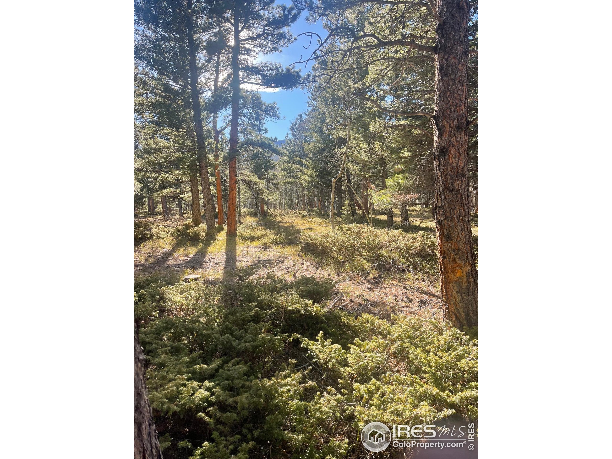 399 North Skinner Road Allenspark, CO 80510 - Photo 17 of 21 a close up of a tree in a yard