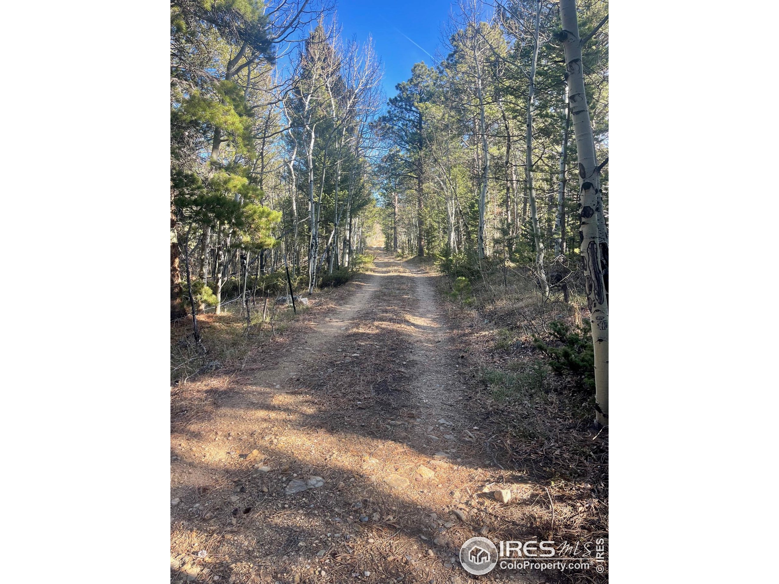 399 North Skinner Road Allenspark, CO 80510 - Photo 18 of 21 a view of a yard with trees
