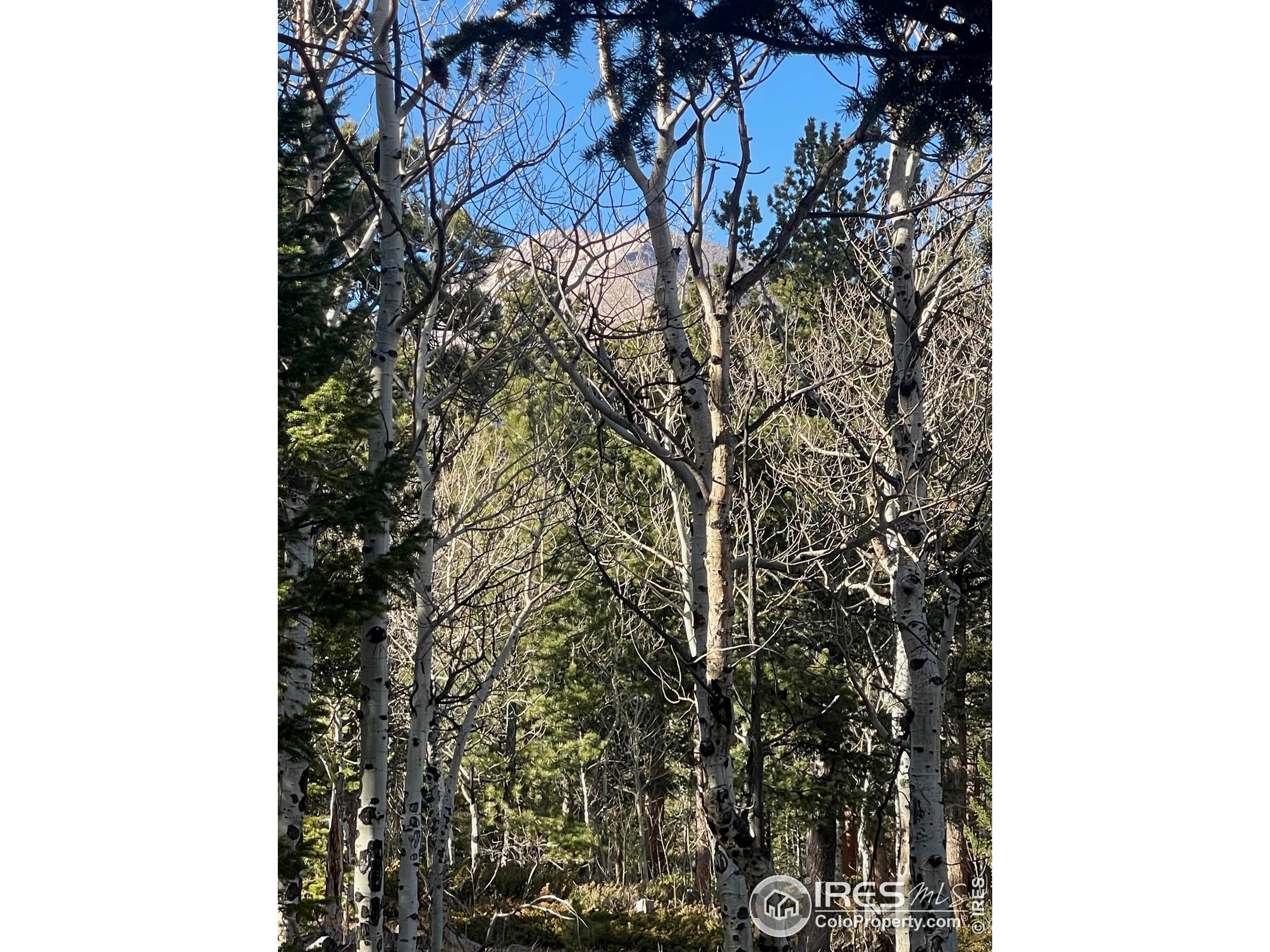 399 North Skinner Road Allenspark, CO 80510 - Photo 19 of 21 a picture of a tree