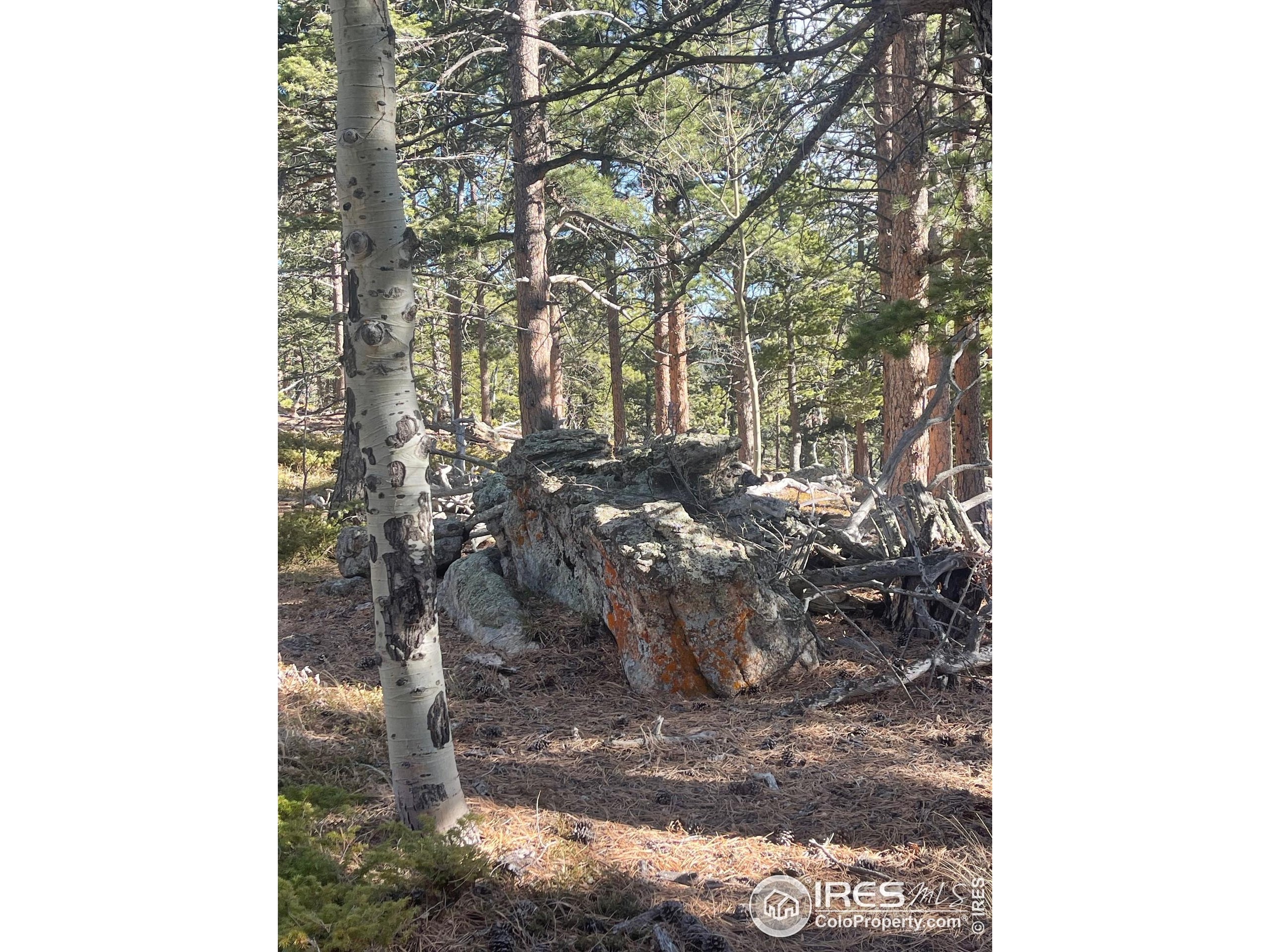 399 North Skinner Road Allenspark, CO 80510 - Photo 20 of 21 a view of a yard with large trees
