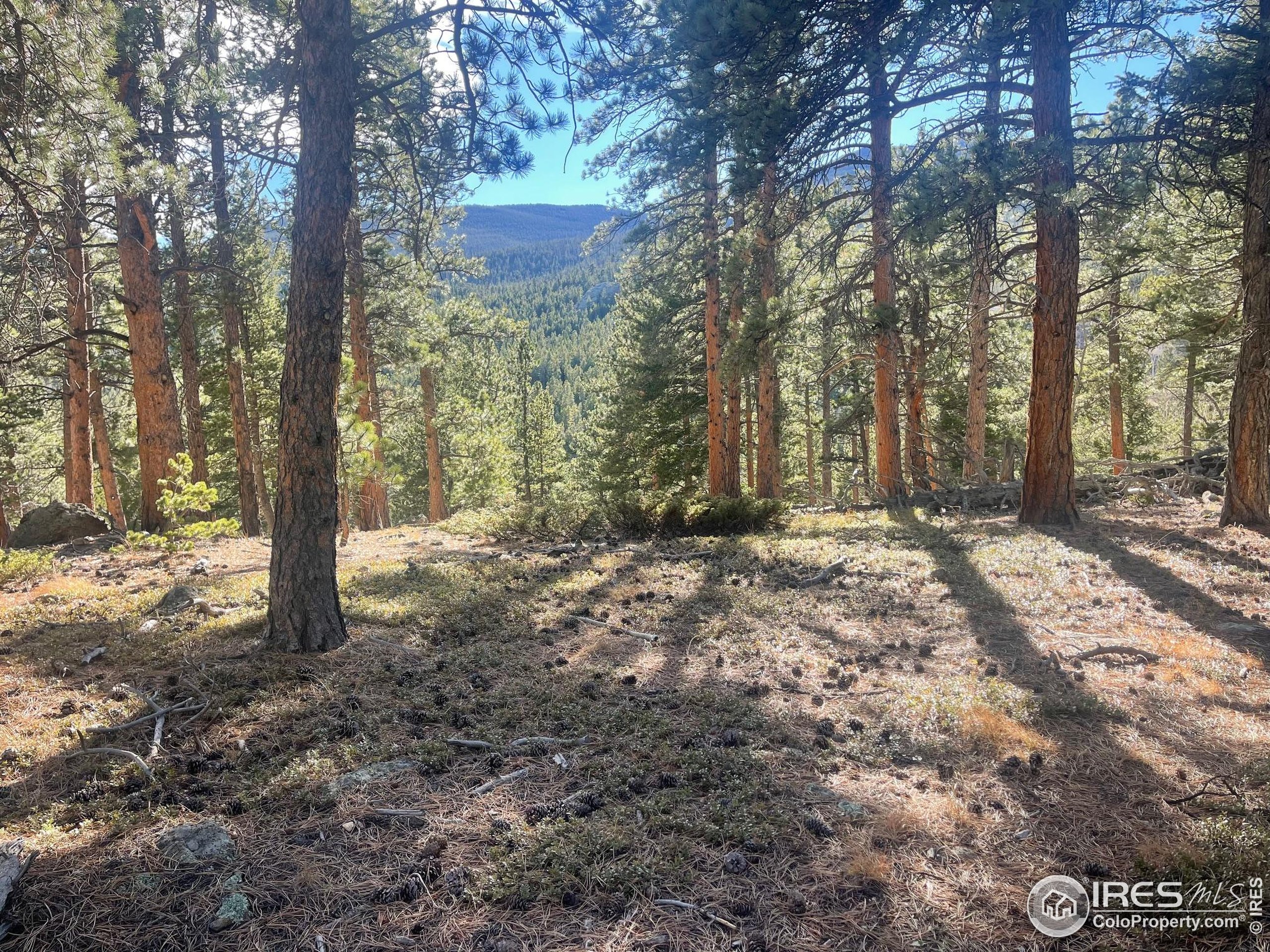 399 North Skinner Road Allenspark, CO 80510 - Photo 2 of 21 a view of outdoor space with trees