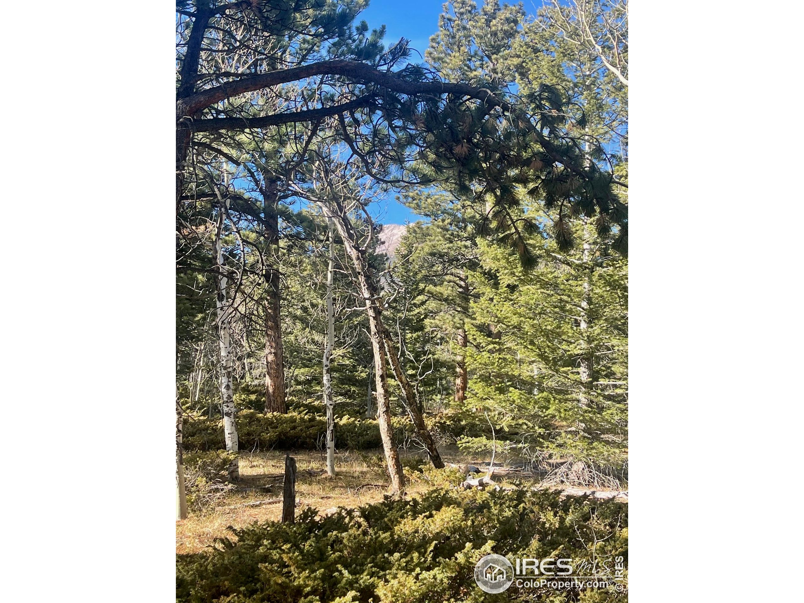 399 North Skinner Road Allenspark, CO 80510 - Photo 21 of 21 a bathroom with a shower