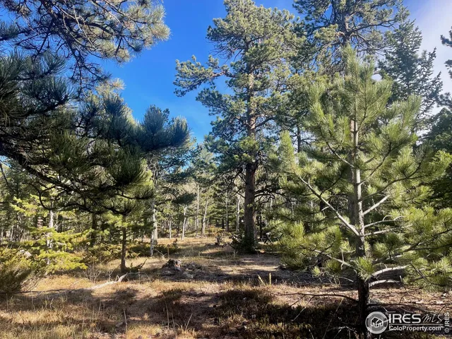 a view of a tree in a yard
