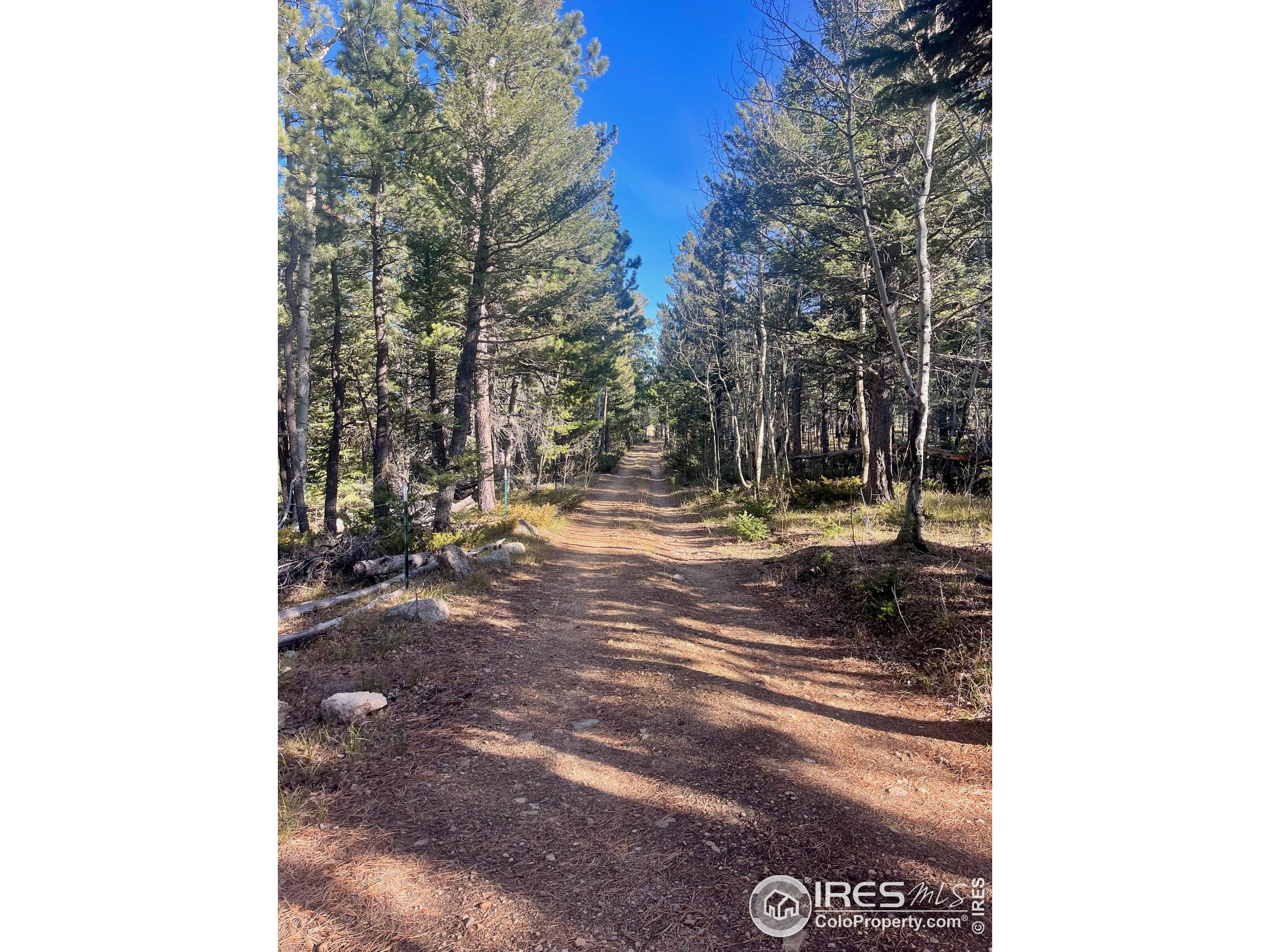 399 North Skinner Road Allenspark, CO 80510 - Photo 5 of 21 a view of a outdoor space with trees
