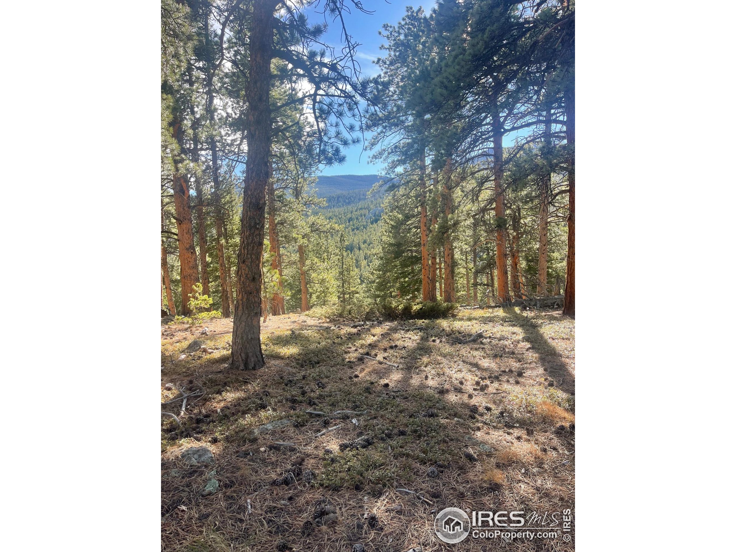 399 North Skinner Road Allenspark, CO 80510 - Photo 6 of 21 a view of a yard with trees