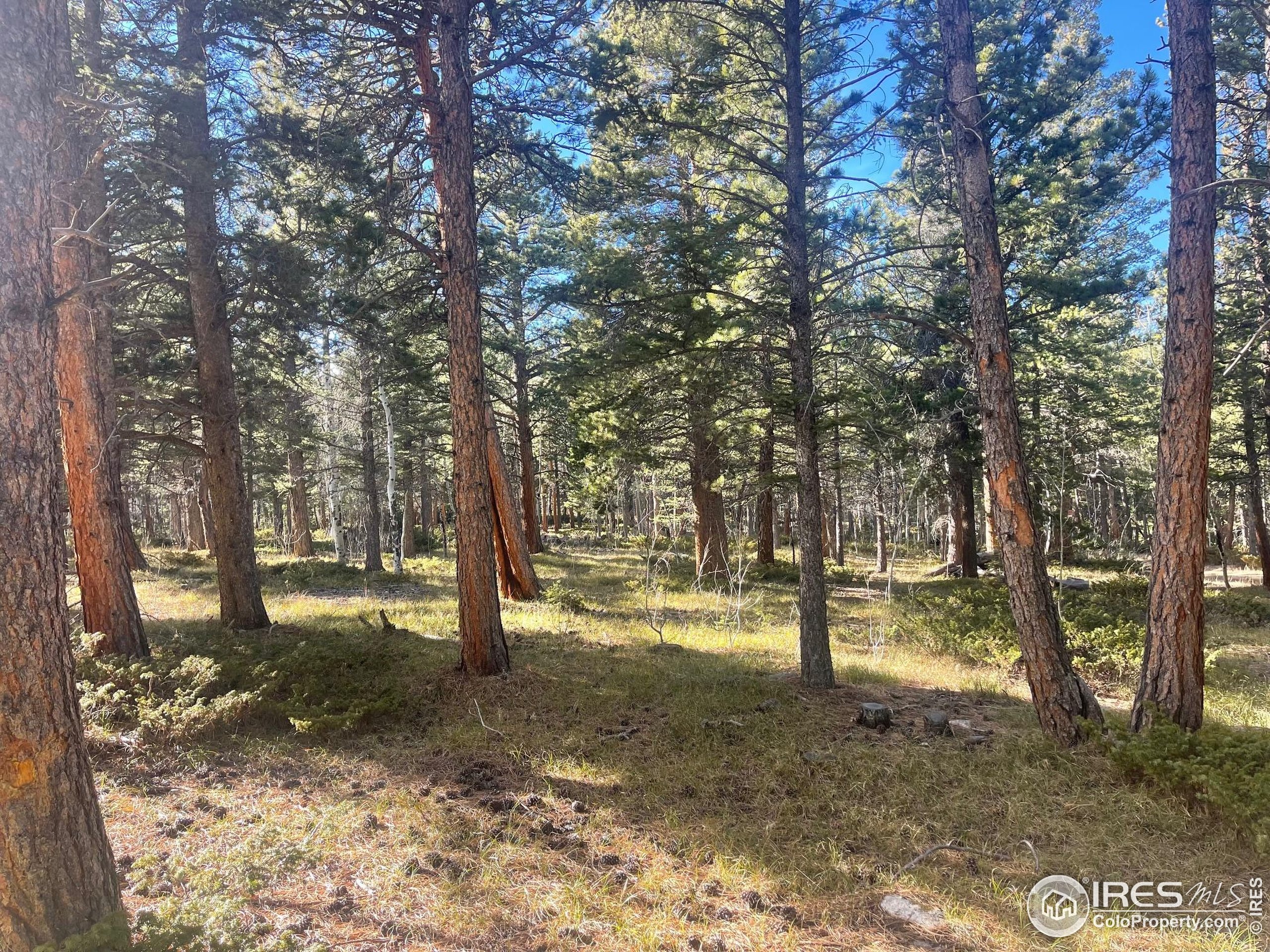 399 North Skinner Road Allenspark, CO 80510 - Photo 7 of 21 a view of yard with trees
