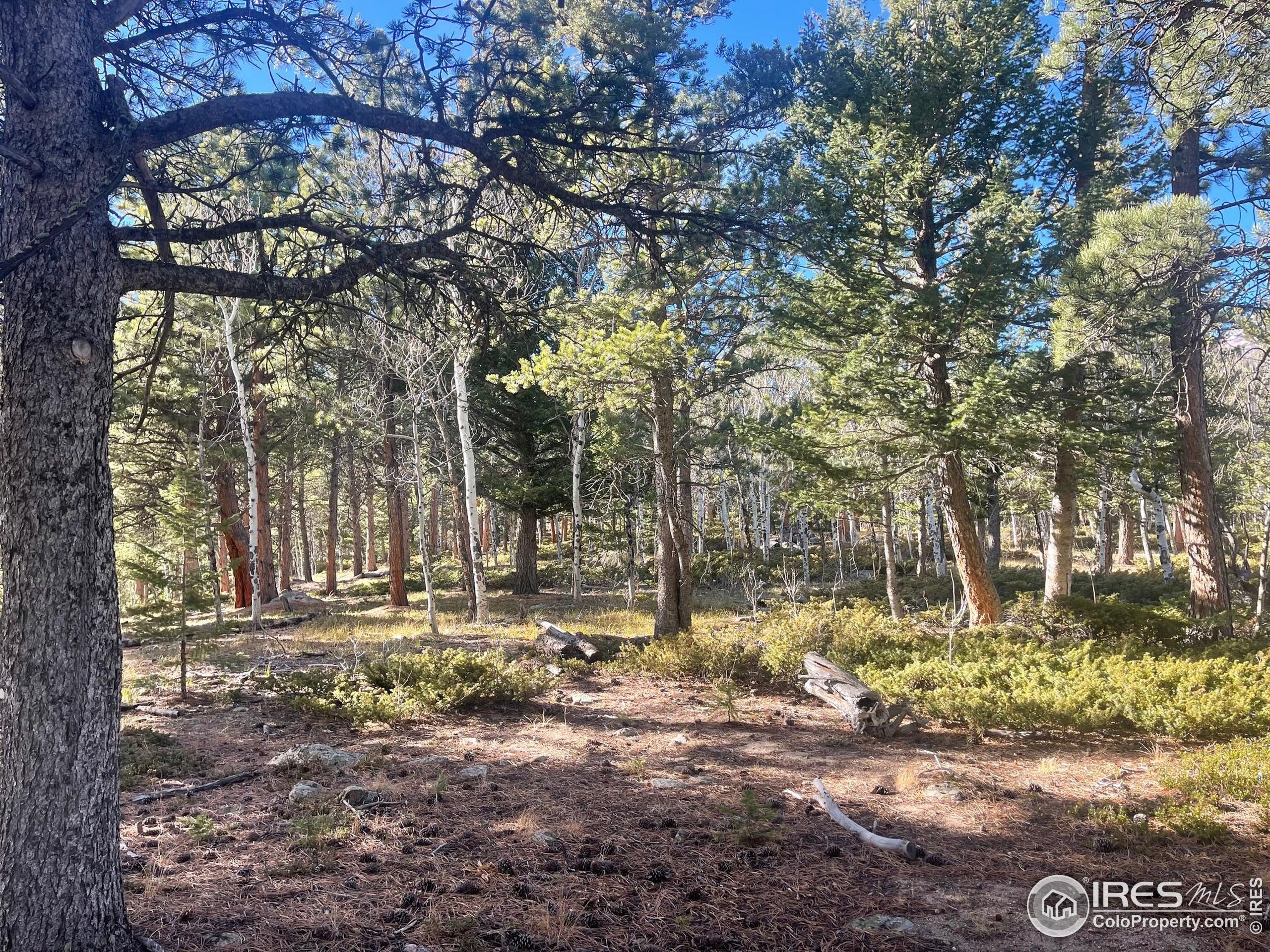 399 North Skinner Road Allenspark, CO 80510 - Photo 8 of 21 a backyard of a house with lots of green space