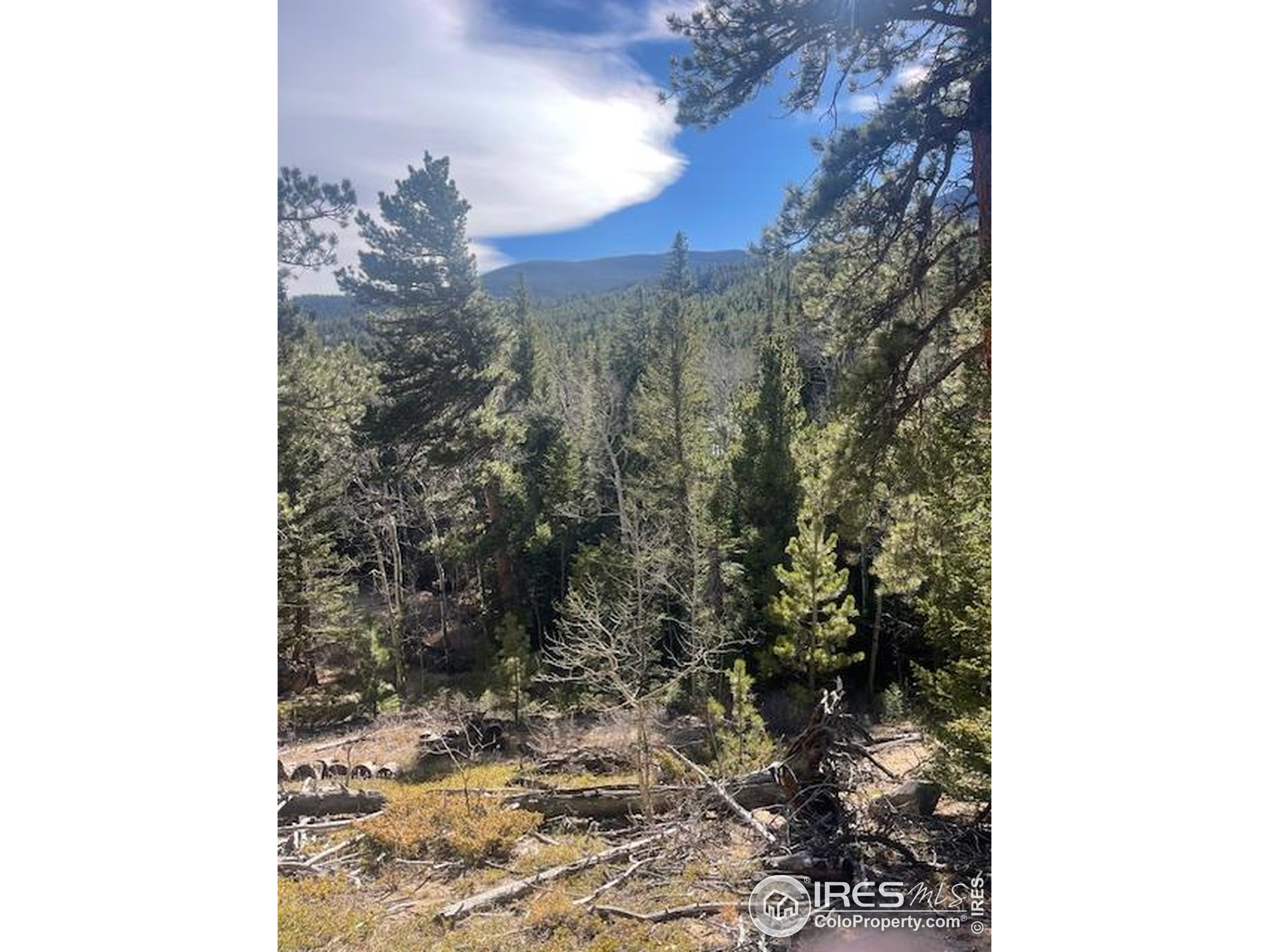 399 North Skinner Road Allenspark, CO 80510 - Photo 9 of 21 a view of a forest with tall trees