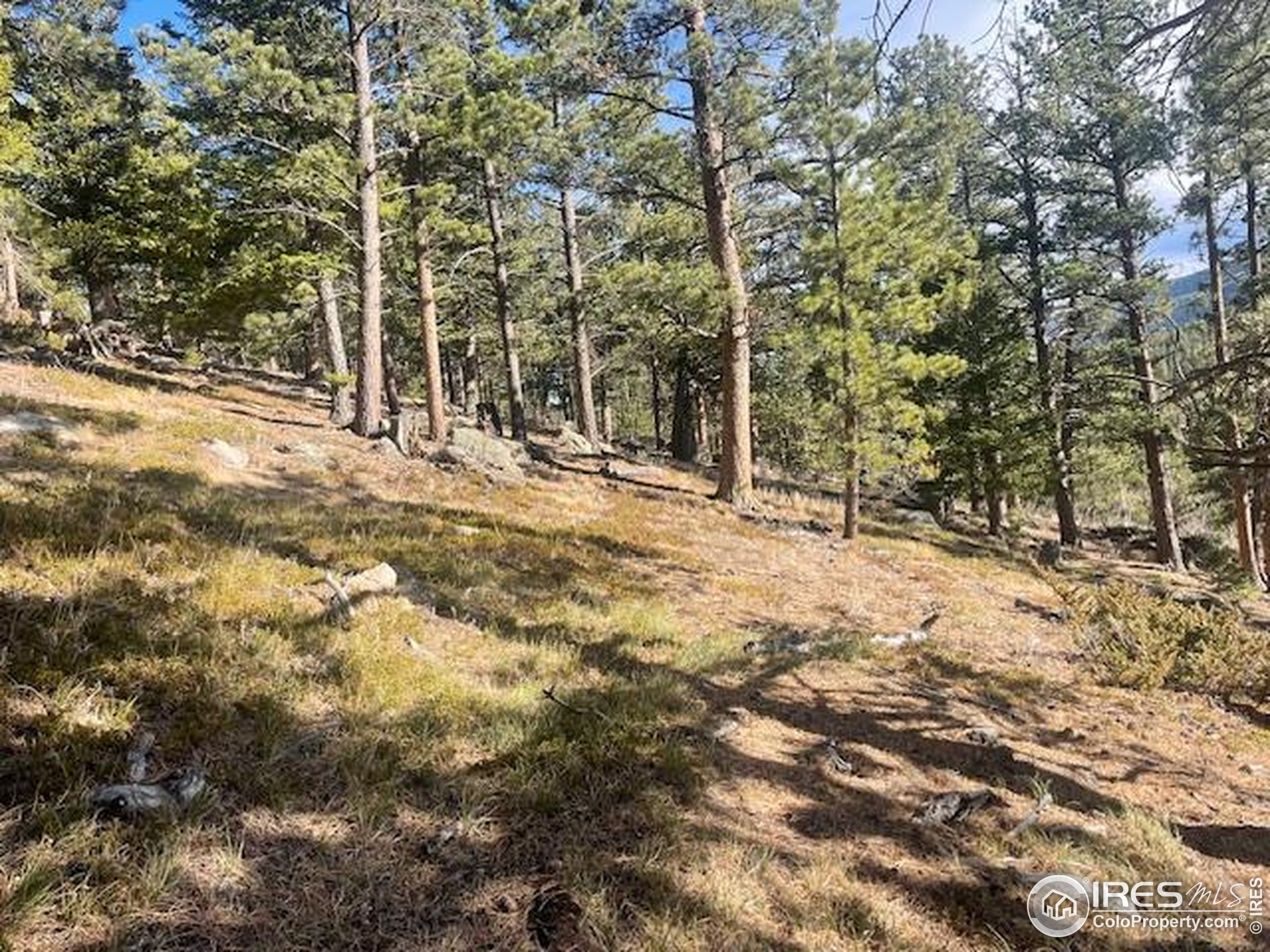 399 North Skinner Road Allenspark, CO 80510 - Photo 10 of 21 a view of a yard with trees